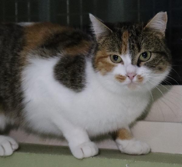 BRUSCHETTA, micia timidina Foto 2